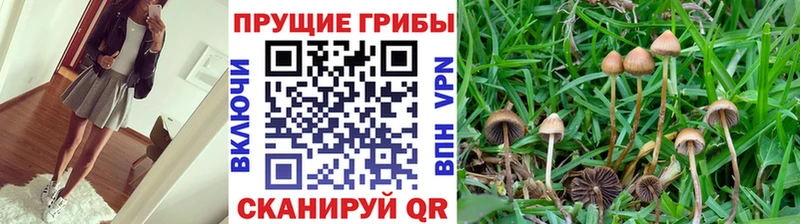 Псилоцибиновые грибы ЛСД  купить закладку  Зеленоградск 